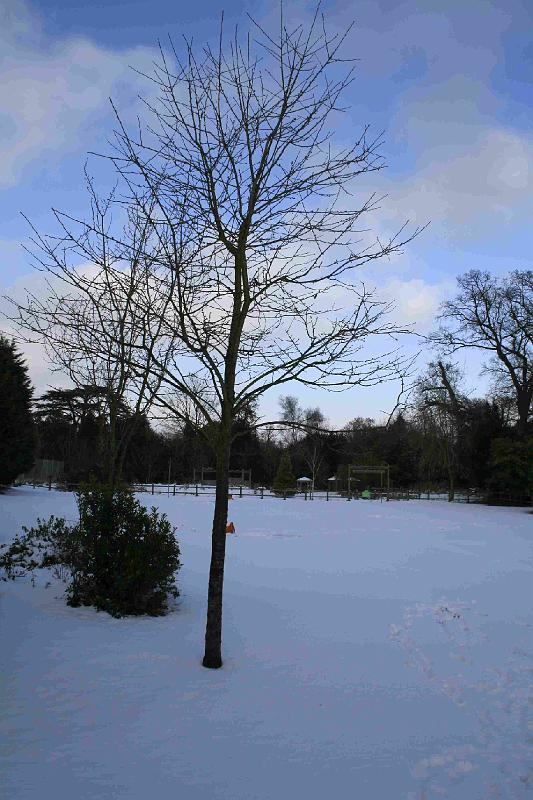 Snowy_Weather_Feb_09 (5)